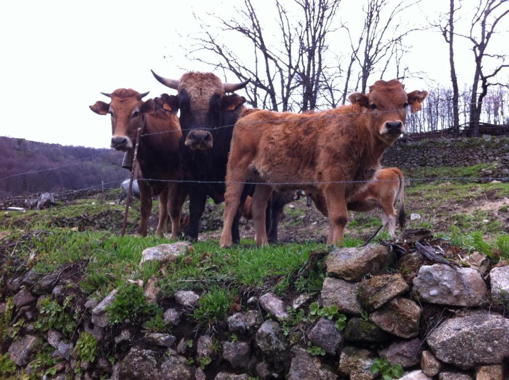 Casa Rural Sierra De Tormantos Guijo de Santa Bárbara Eksteriør billede